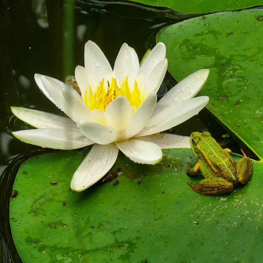 • Кувшинка белоснежная Nymphaea Candida j. Presl