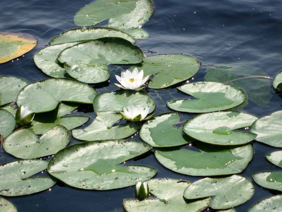 Цветок водяная Лилия в домашних условиях