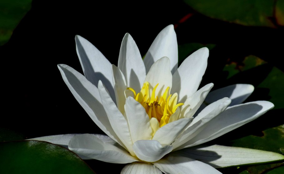 Белый Nymphaea Lotus Египетская Лилия