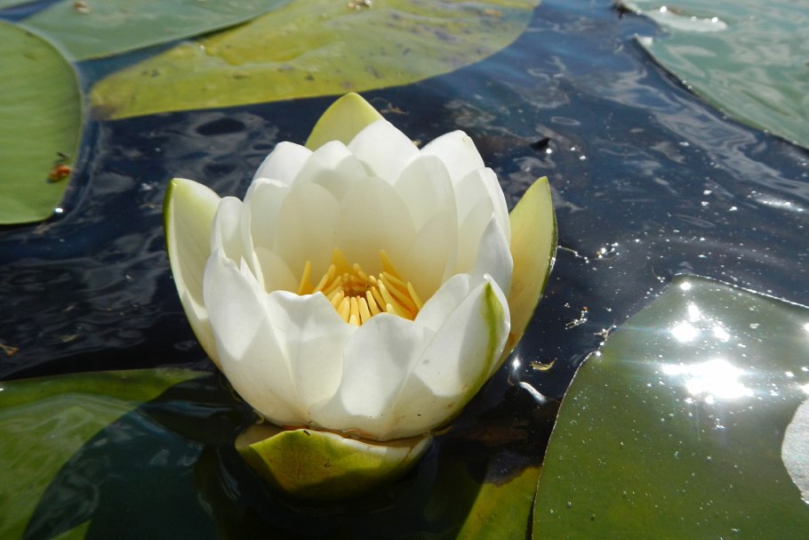 Кувшинка чисто белая ХМАО