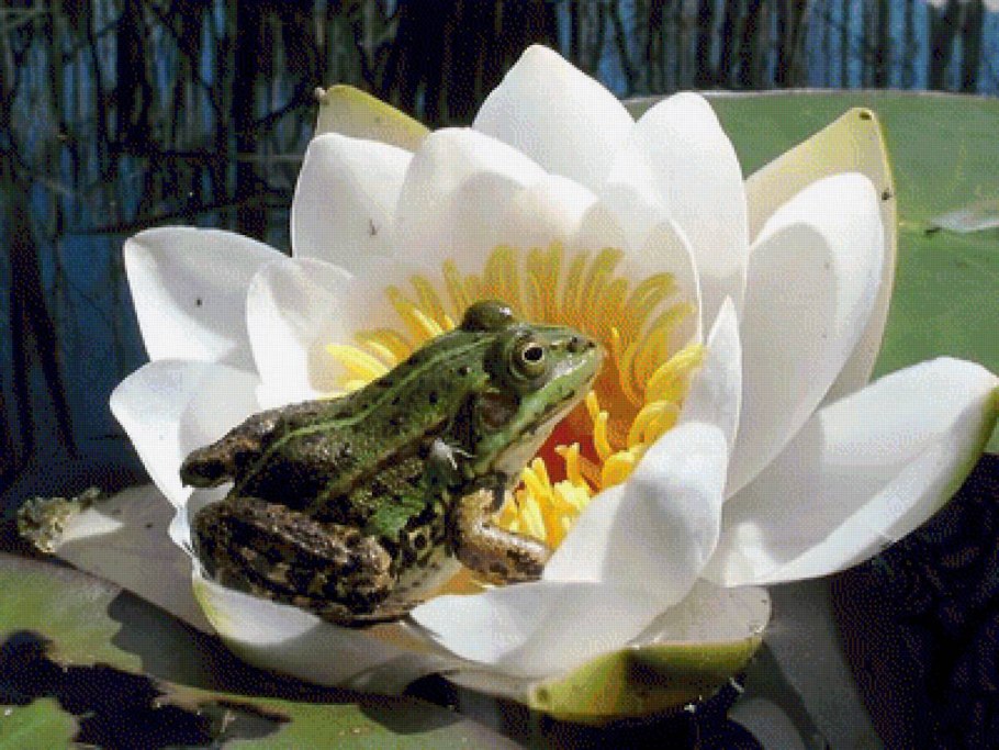 Водяная Лилия кувшинка