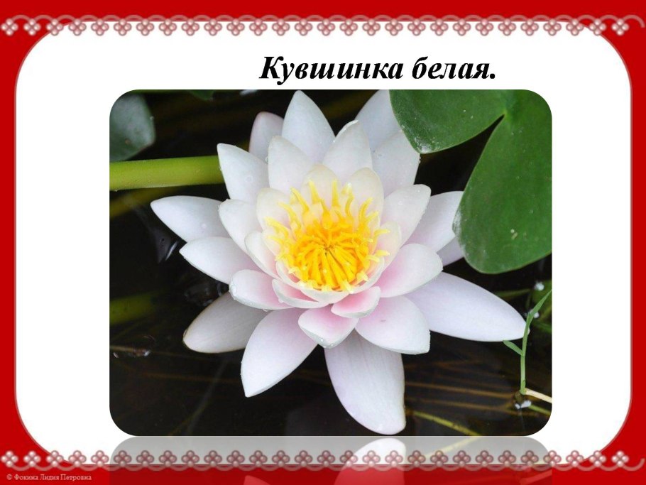 Кувшинка белая (Nymphaea Alba)