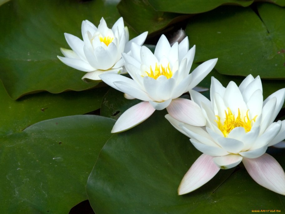 Кувшинка чисто белая Байкал