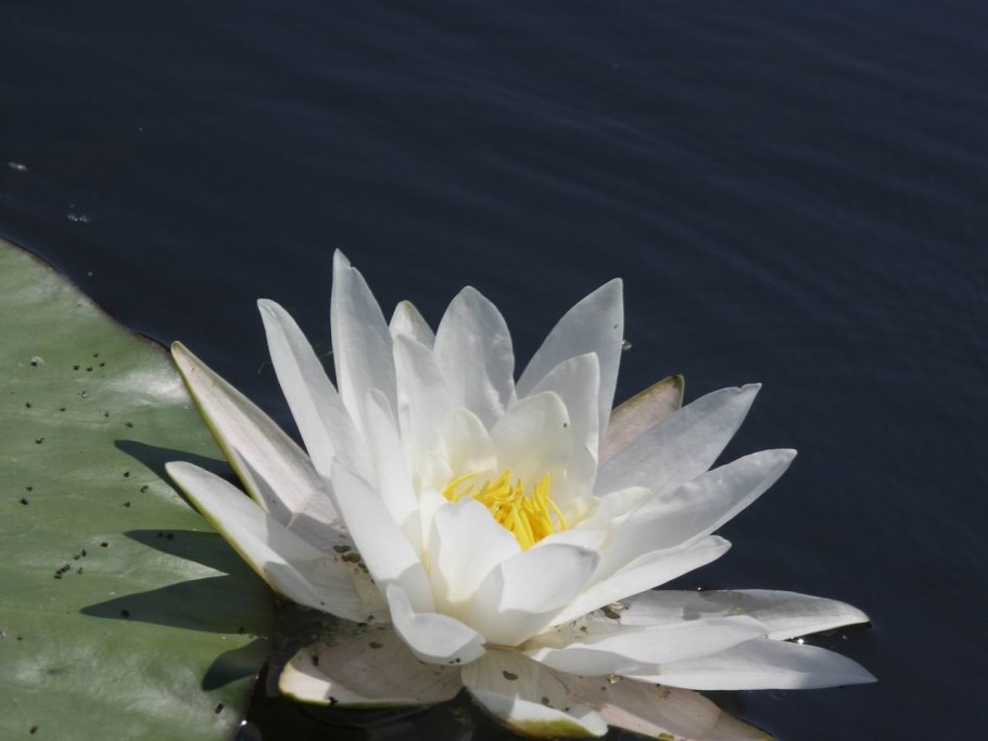 Кувшинка чисто белая Байкал