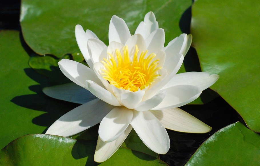 Водяная лилия кувшинка