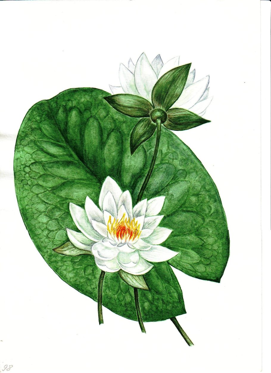 Кувшинка белоснежная — Nymphaea Candida j. et c. Presl