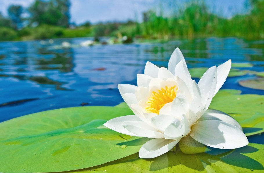 Нилу водяная Лилия Геншин