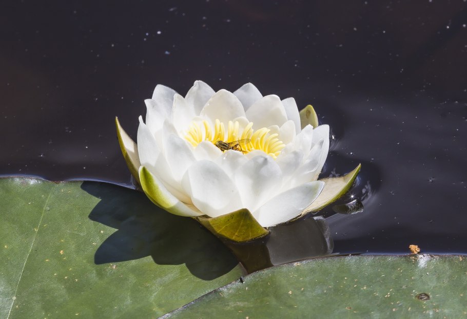 Кувшинка чисто белая Югра