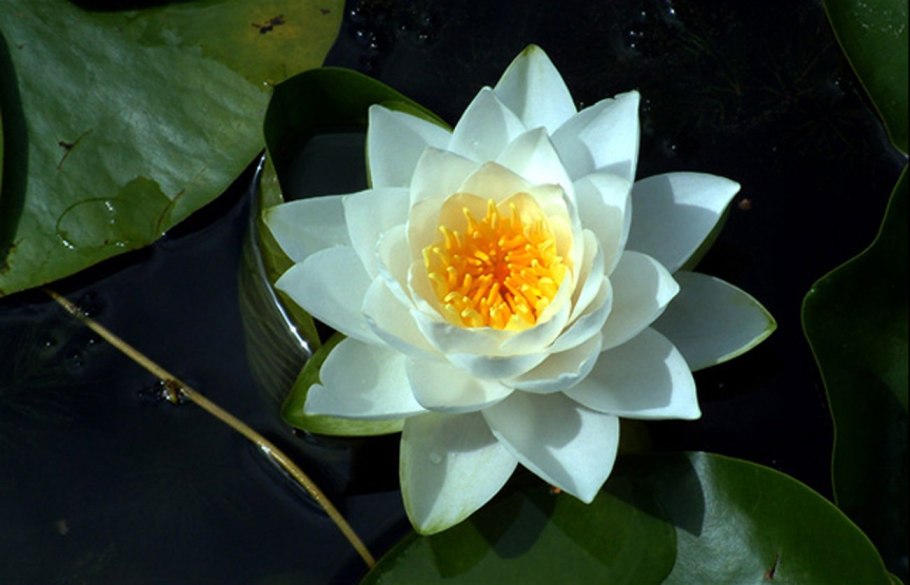 Кувшинка чисто белая