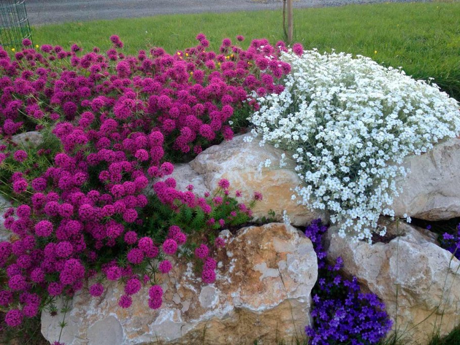 Флокс шиловидный в миксбордере