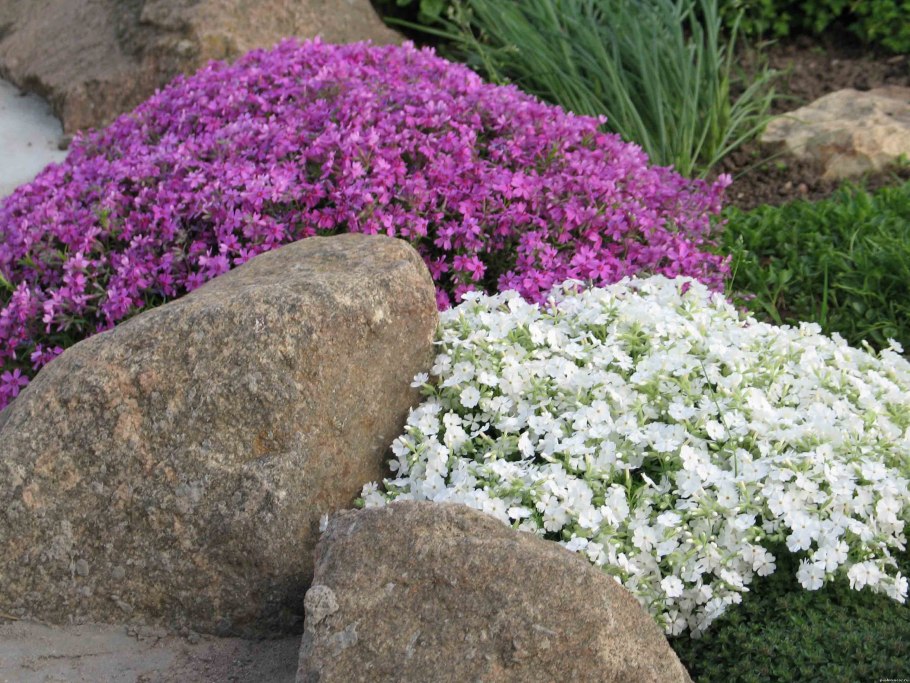 Живучка ползучая БЛЮБЕРРИ Маффин