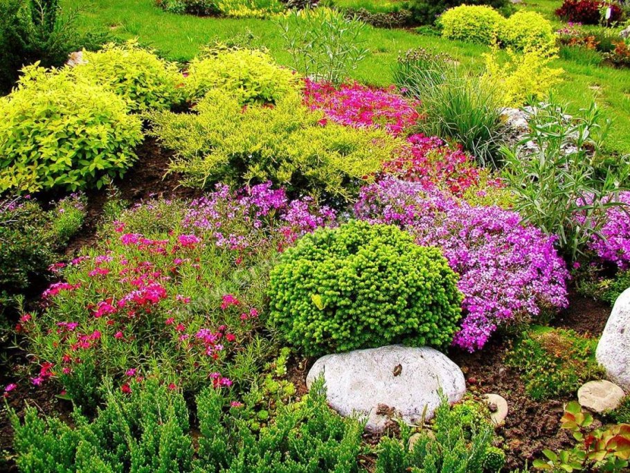 Почвопокровные кустарники многолетники