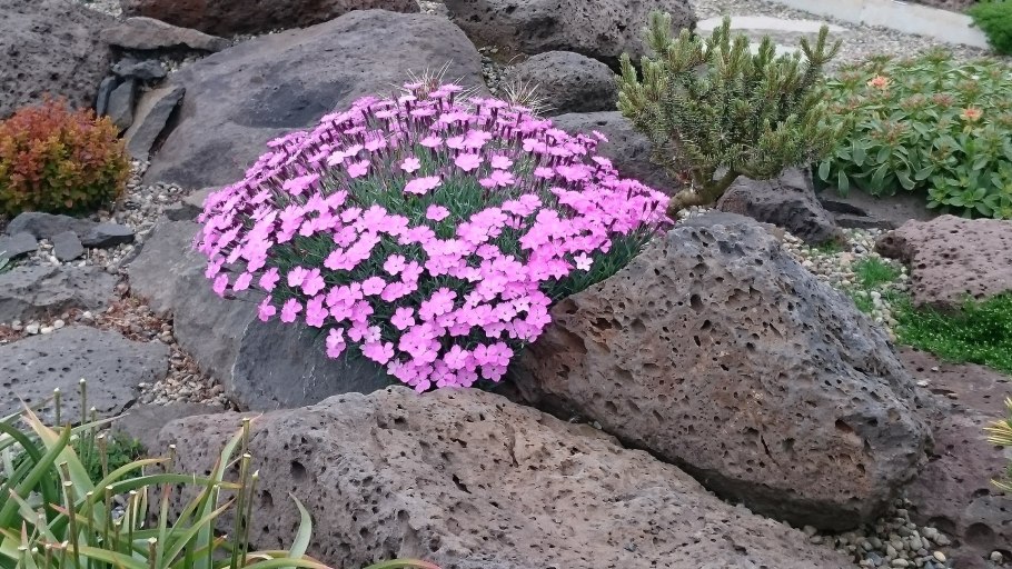 Камнеломка на альпийской Горке