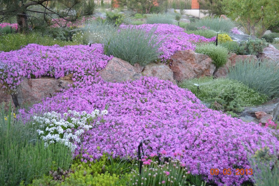 Бордюрные цветы низкорослые портулак