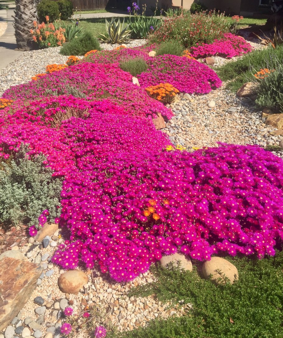 Флокс шиловидный в миксбордере