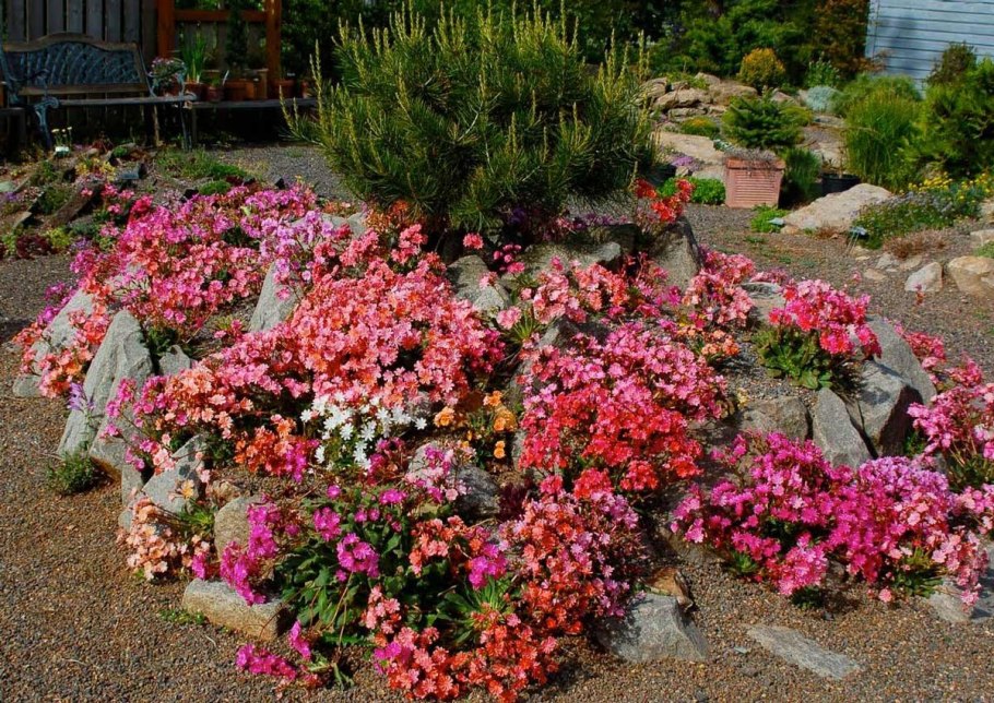 Альпийская горка Вереск Астра