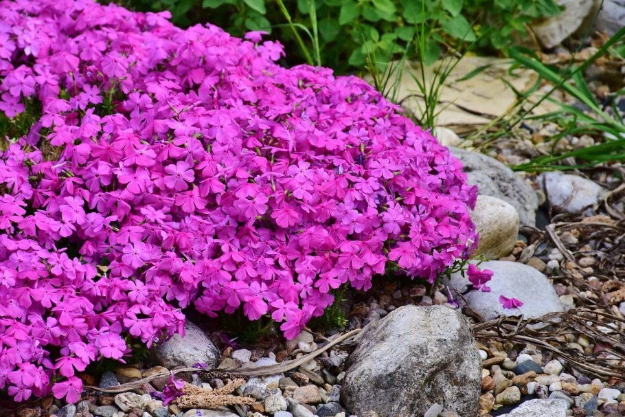 Арабис в рокарии