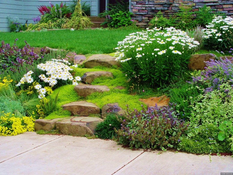 Астра Вересковая почвопокровная