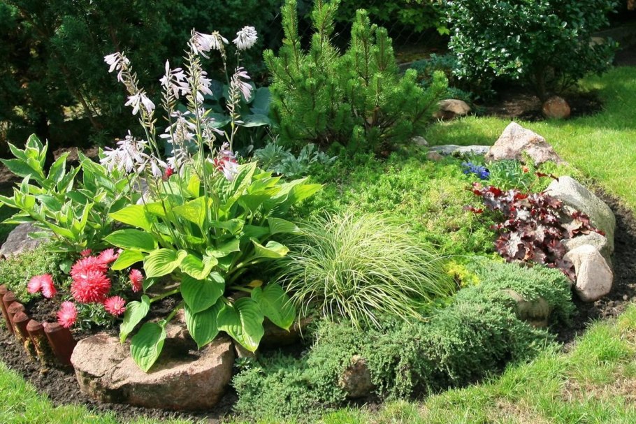 Рок Кресс семена сад ползучий тимьян