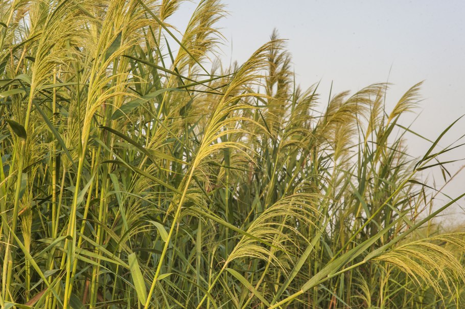 Тростник Южный phragmites Australis