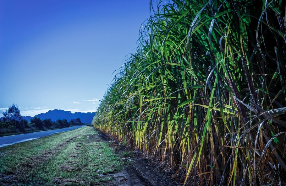 Плантации сахарного тростника Австралия