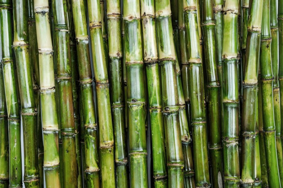 Brazilian Sugar Cane
