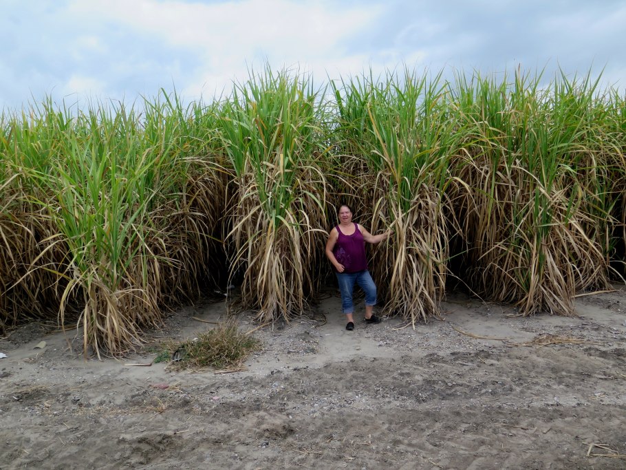 Австралия сахарный тростник