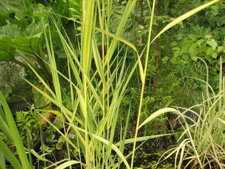 Тростник Ауреа Вариегата