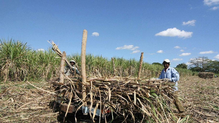 Куба сахарный тростник плантации