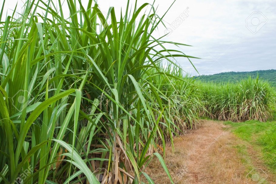 Южная Америка сахарный тростник