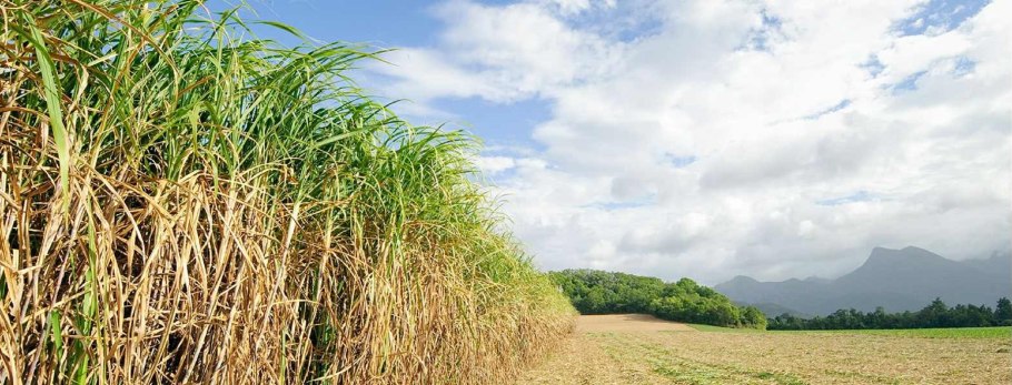 Гавайи сахарный тростник