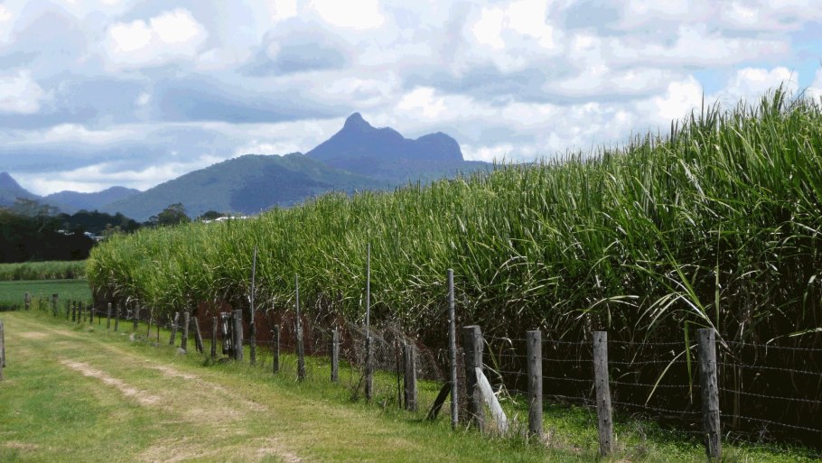 Плантации сахарного тростника Австралия