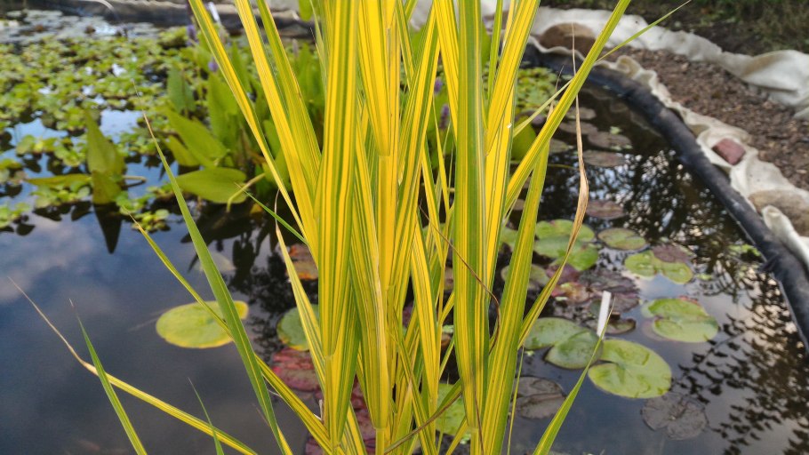 Phragmites Australis variegatus