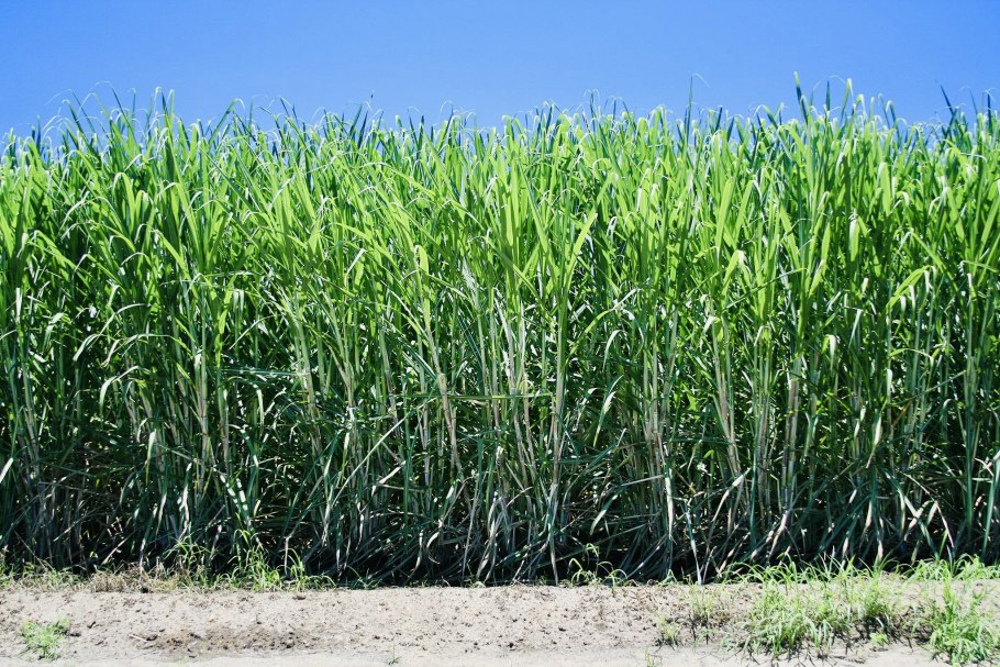 Saccharum сахарный тростник