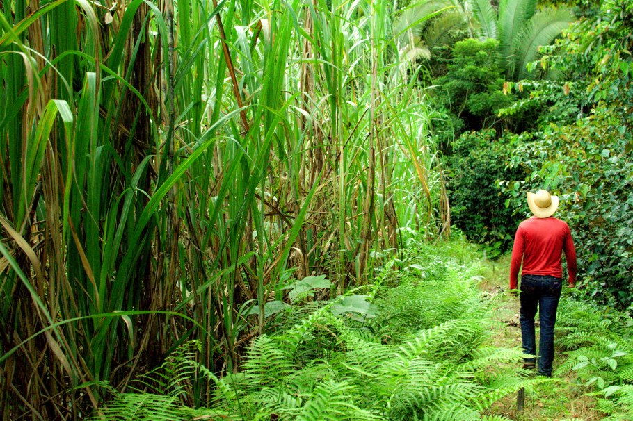 Сахарный тростник в Бразилии