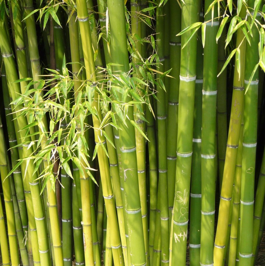 Родина бамбука