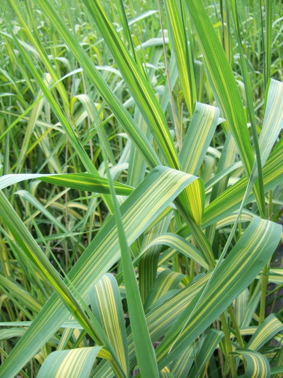 Phragmites Australis variegatus