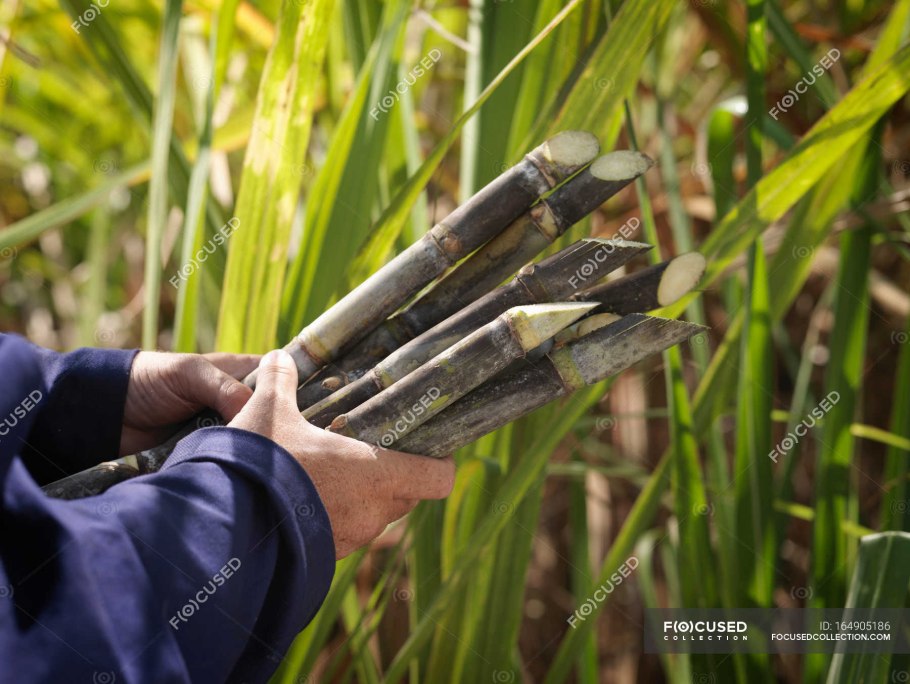 Фиджи сахарный тростник