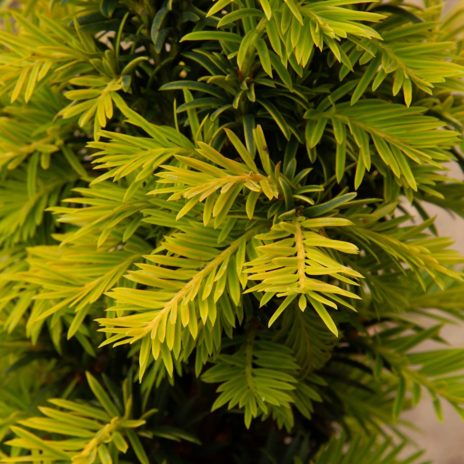 Тис ягодный (Taxus baccata elegantissima)