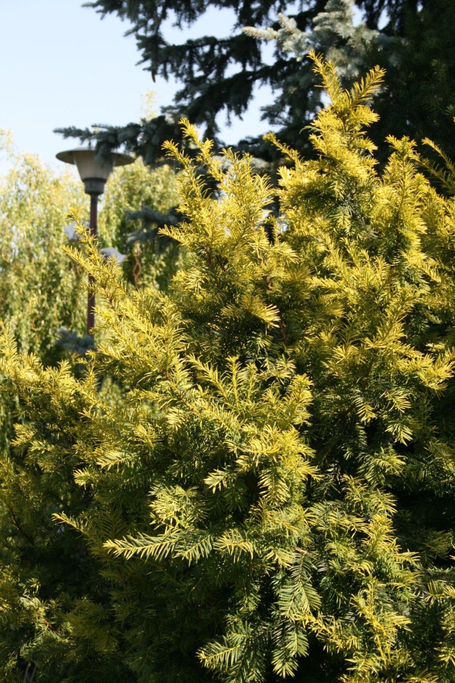 Тисс baccata elegantissima