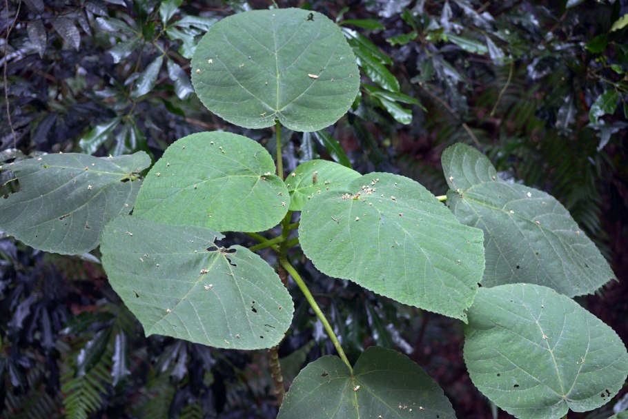 Gympie Gympie Bush in Tbilisi