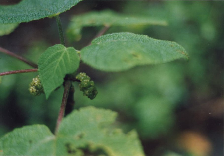 Dendrocnide moroides последствия для человека