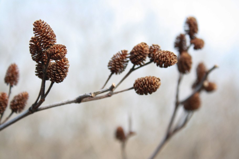 Ольха черная (Alnus glutinosa)