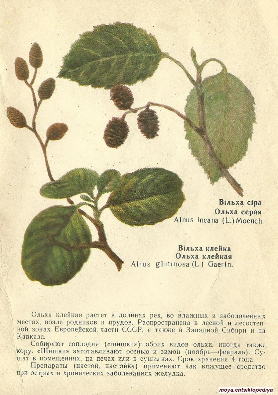 Ольха черная (Alnus glutinosa)