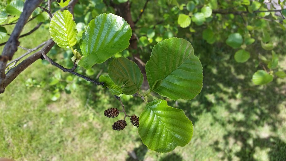 Ольха черная (Alnus glutinosa)