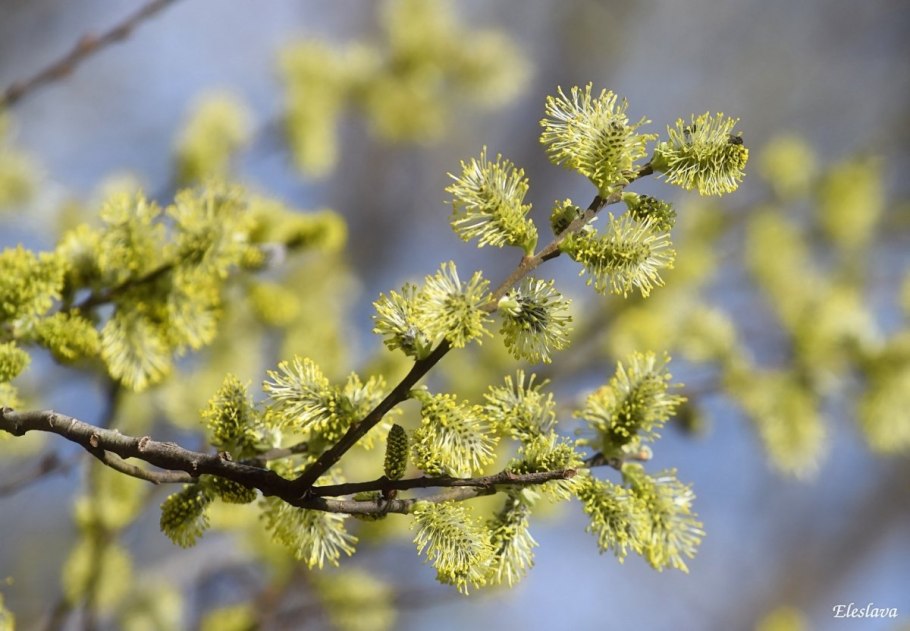 Ольха пушистая (Alnus hirsuta)