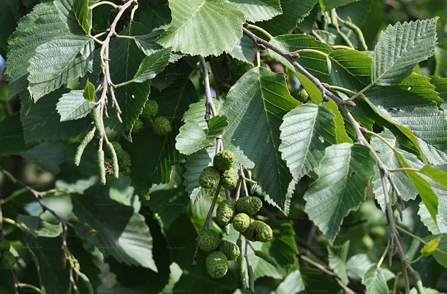 Ольха пушистая (Alnus hirsuta)