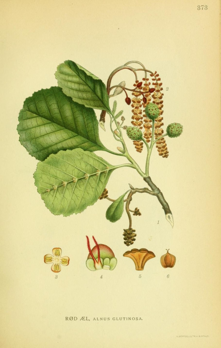 Ольха однодомное растение