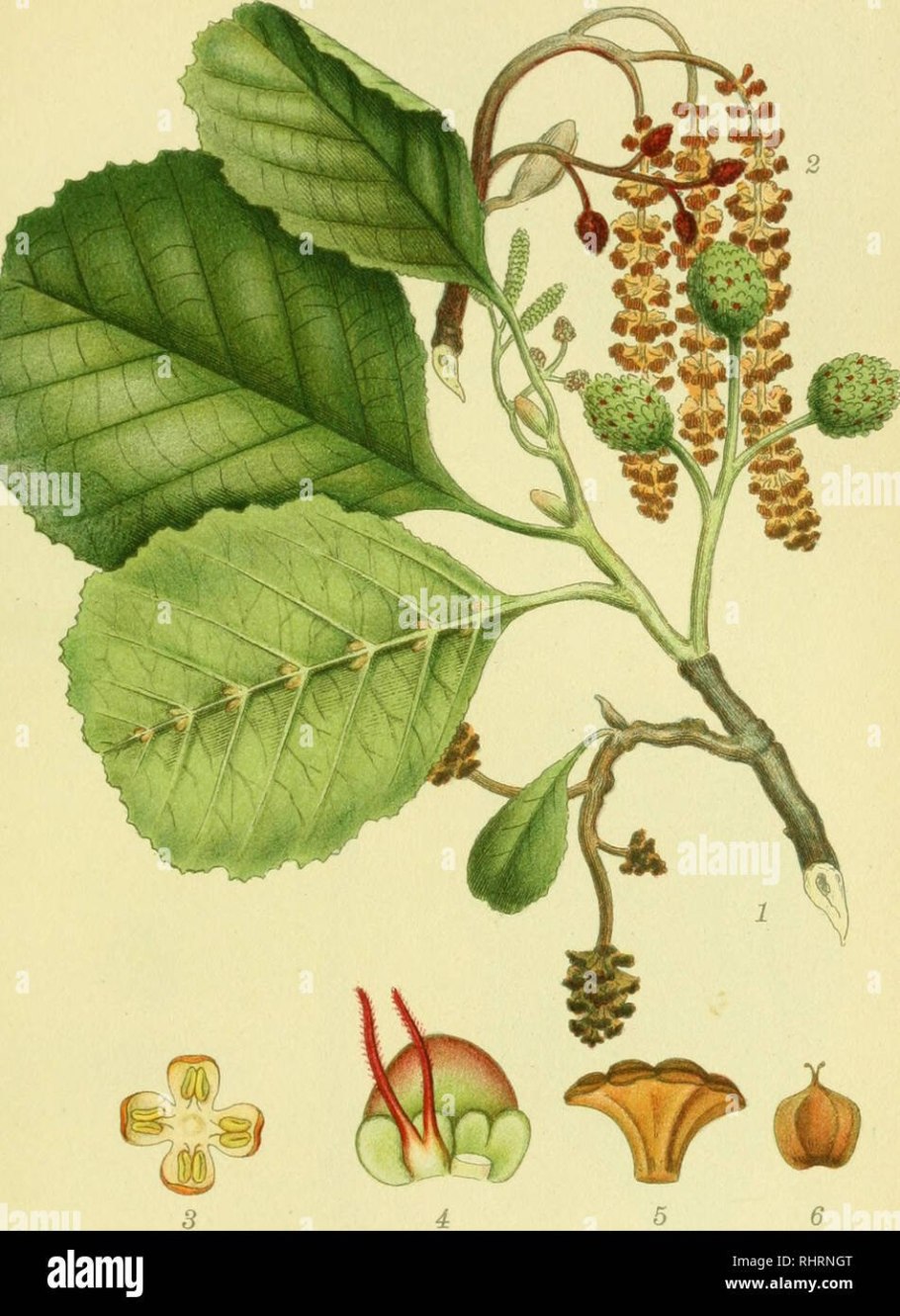 Ольха сердцелистная