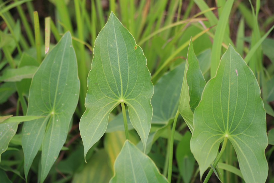 Стрелолист гетеротроф